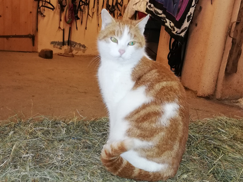 Charlie im Stall