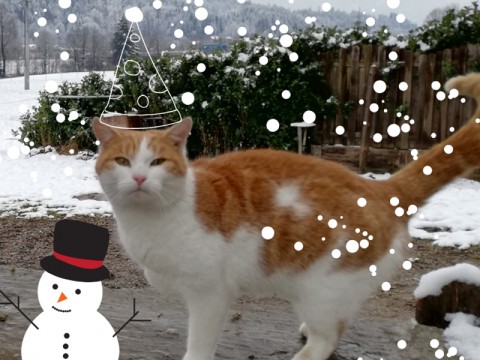 Katze Charly zu Weihnachten